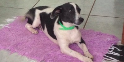 UTILIDADE PÚBLICA -  Cachorra desaparecida 