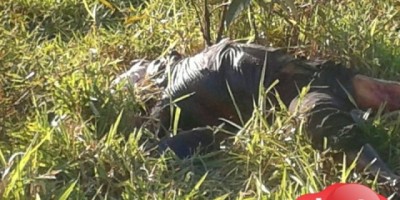 Alto Paraíso - Sitiante morto por ataque de porcos do mato é encontrado em estado de decomposição