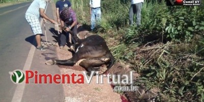 Pimenta Bueno - Carne dividida: Animal solto na pista provoca acidente na RO-010