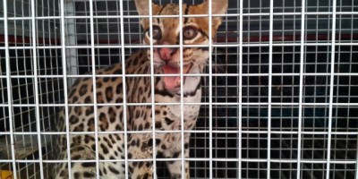 Rolim de Moura -  Jaguatirica é capturada na linha 172