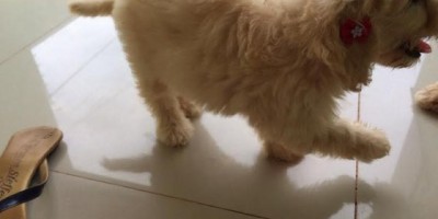 UTILIDADE PÚBLICA - Cadelas da raça Poodle estão desaparecidas 