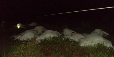 Temporal derruba poste de energia e mata 11 vacas em São Miguel