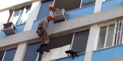 Brasil - Vídeo mostra resgate de gato em prédio no Rio de Janeiro