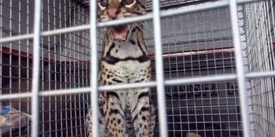 Castanheiras -  Sitiante captura Jaguatirica na linha 188