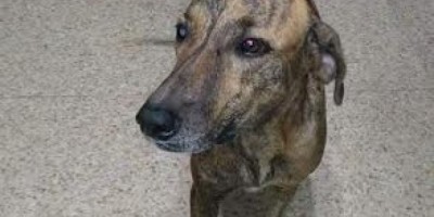 UTILIDADE PÚBLICA -  Cadela desaparecida 