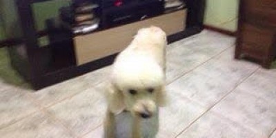 UTILIDADE PÚBLICA -  Cachorro desaparecido