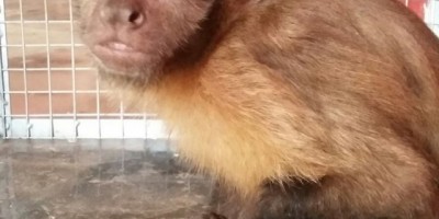 Rolim de Moura -  Bombeiros realizam a captura de um macaco-prego