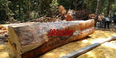 Polícia Militar Ambiental apreende madeiras de desmatamento ilegal e uma serraria móvel, na região do distrito de Rolim de moura do Guaporé