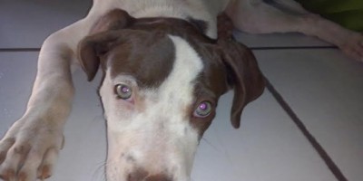 Rolim de Moura - UTILIDADE PÚBLICA -  Cadela Pitbull desaparecida 