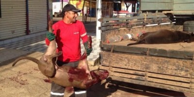 Pit Bulls são mortos a tiros pela PM após ataque a pedestres no centro de Vilhena