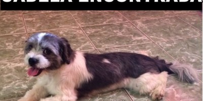 Utilidade Pública – Cadela é encontrada próximo ao Quartel do Corpo de Bombeiros