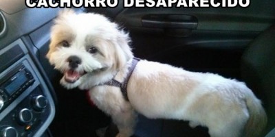 Utilidade Pública – Procura-se um cachorro desaparecido da raça Shitzu