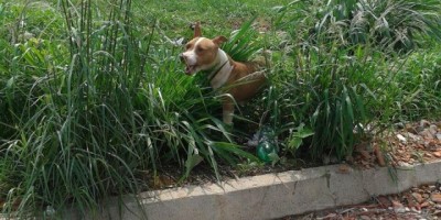 Vilhena - PIT BULL: polícia registra mais um ataque à vilhenenses