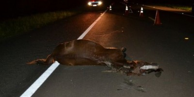 São Francisco do Guaporé - Acidente de trânsito com animal na pista faz vítima fatal e deixa outro gravemente ferido