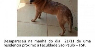 Utilidade Pública – Procura-se Cadela da raça Pastor Australiano desaparecida
