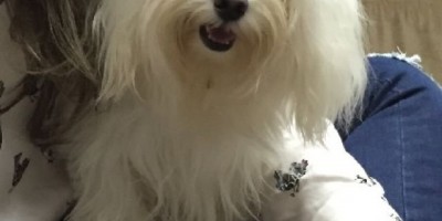 Rolim de Moura – Procura-se Cachorro raça Maltes Branco adulto desaparecido; Oferece recompensa