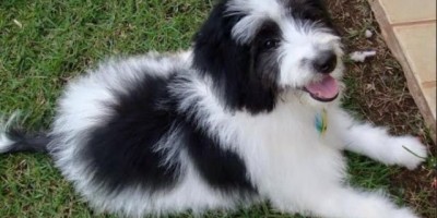 Utilidade Pública – Procura-se cachorro desaparecido