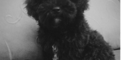 Utilidade Pública – Procura-se cadela da raça Poodle Toy furtada; recompensa é oferecida