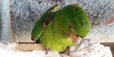 Rolim de Moura -  Ave ferida é capturada pelo Corpo de Bombeiros 