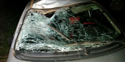 Rolim de Moura - Animal solto na pista ocasiona acidente na RO-383