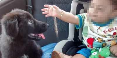 Utilidade Pública – Família procura Cadela da raça Pastor Belga desaparecida – Oferece recompensa!