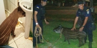 Santa Luzia – Anta é capturada pela Polícia Militar, após invadir residência