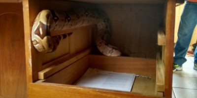 Policiais encontram jiboia dentro de gaveta da delegacia em Rondônia