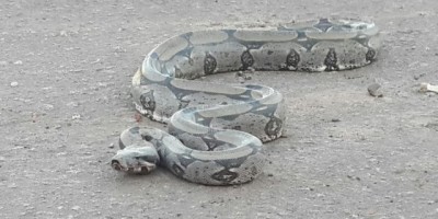Rolim de Moura -  Bombeiros capturam jiboia no bairro São Cristóvão