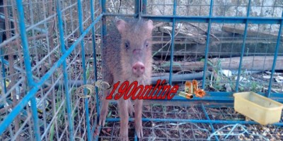 Alta Floresta -  Policia Militar Ambiental captura jiboia e cateto