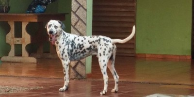 UTILIDADE PÚBLICA -  Procura-se por cachorro desaparecido da raça Dálmata