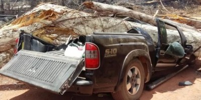 Roraima - Árvore cai sobre carro e mata cinco pessoas da mesma família