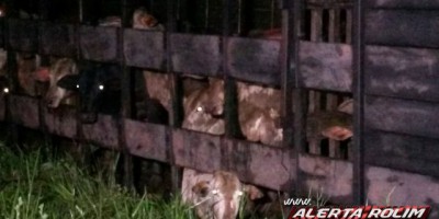 Nova Estrela -  Caminhão boiadeiro tomba na RO-010