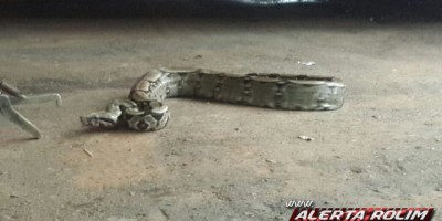 Rolim de Moura -  Corpo de Bombeiros captura cobra no bairro Centenário