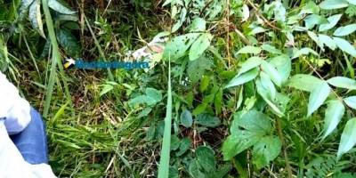 Porto Velho - Avô seria o pai de bebê encontrado morto em matagal