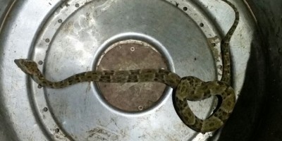 Rolim de Moura - Jararaca é capturada pelos bombeiros no bairro Jardim Tropical