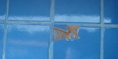 Empresa é alvo de disparos de arma de fogo em São Francisco do Guaporé