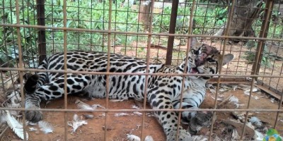 Alto Alegre -  Jaguatirica é capturada por sitiante 