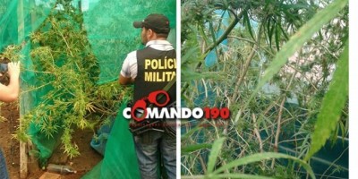 PM e PC localizam plantio de Maconha que era cultivado nos fundos de uma residência, em Monte Negro