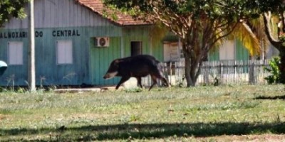 Pimenteiras - Porcos do mato invadem ruas e casas provocando temor da população