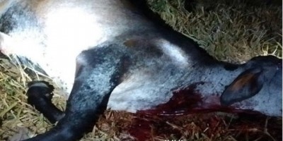 Rolim de Moura – Vaca é abatida durante tentativa de furto em sítio