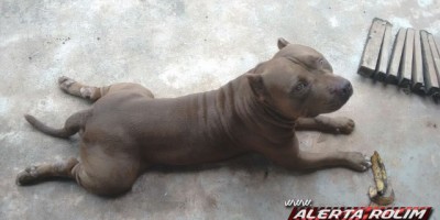 Rolim de Moura – Procura-se cachorro da raça Pitbull desaparecido 