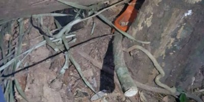 Trabalhador morre esmagado por árvore na zona rural de Cujubim