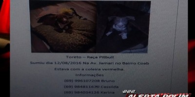 Rolim de Moura – Procura-se cachorro da raça Pit bull desaparecido