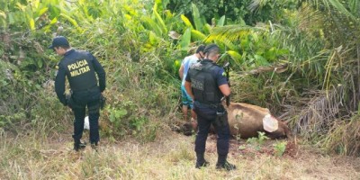 Jaru: Ladrões que abatem gado no pasto para roubar carne, agem novamente