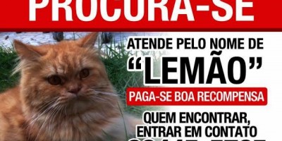 Utilidade Pública – Procura-se gato desaparecido desde a última quinta-feira (08)