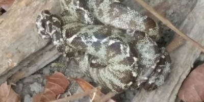 Rolim de Moura -  Bombeiros capturam Jararaca no bairro Cidade Alta
