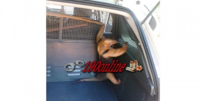 Alto Alegre -  Polícia Militar realiza a captura de um tamanduá-mirim em residência