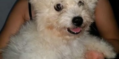 UTILIDADE PÚBLICA -  Procura-se por cachorro desaparecido da raça Poodle