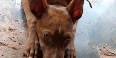 Utilidade Pública - Procura-se cadela da raça Pitbull desaparecida 