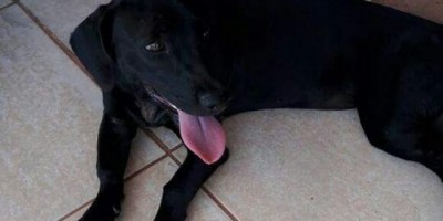 Utilidade Pública – Cadela é encontrada próximo ao Lions Clube